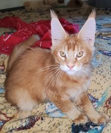 Gatto Maine Coon