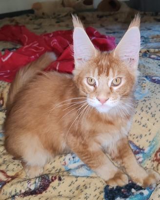 Gatto Maine Coon