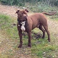 American pitbull red nose da monta