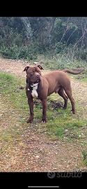 American pitbull red nose da monta