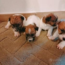 Cuccioli di jack Russell