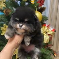 Spitz di Pomerania nano