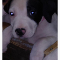 Cuccioli amstaff incrocio staffordshire bul terier