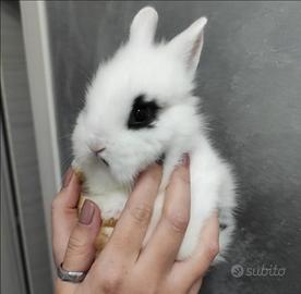 Coniglio nano testa di leone