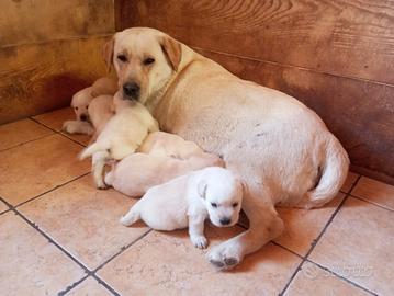 Cuccioli di labrador con pedigree