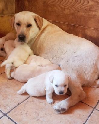 Cuccioli di labrador con pedigree