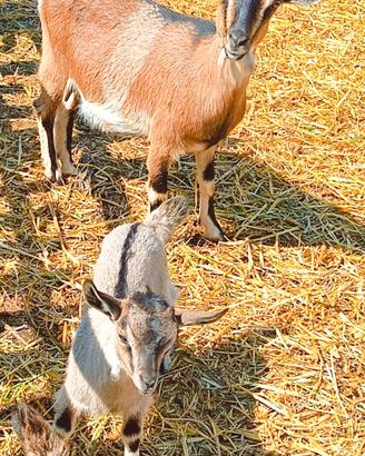 Caprette tibetane