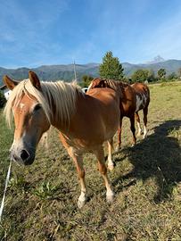 Cavalla Haflinger