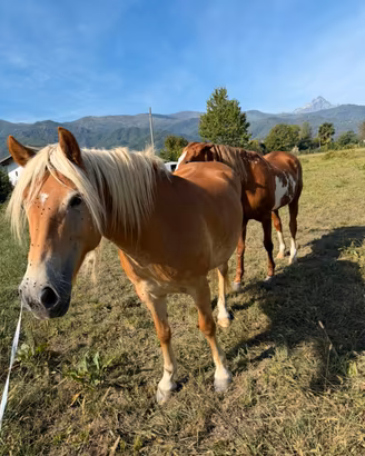 Cavalla Haflinger