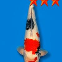 Carpa Koi Showa Jumbo Tosaisai - 48cm ExpoKoi