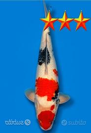 Carpa Koi Showa Jumbo Tosaisai - 48cm ExpoKoi