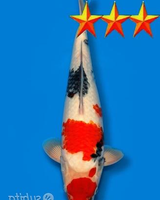 Carpa Koi Showa Jumbo Tosaisai - 48cm ExpoKoi