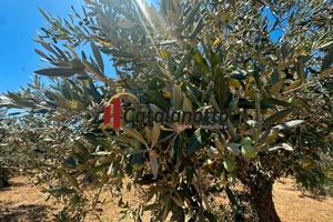 Uliveto con Caseggiato Diruto a Castelvetrano