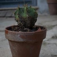 Astrophytum pianta grassa