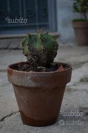 Astrophytum pianta grassa