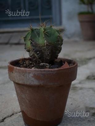 Astrophytum pianta grassa