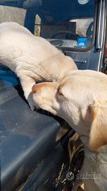 Labrador miele nati il 20 02 2026