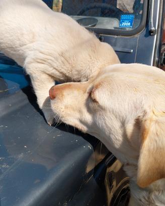 Labrador miele nati il 20 02 2026