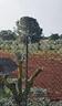 terreno-a-caltagirone