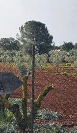 Terreno a Caltagirone