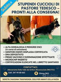 Cuccioli di Pastore Tedesco