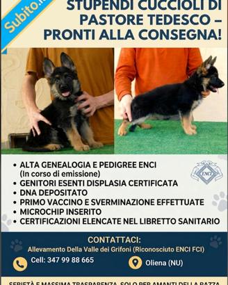 Cuccioli di Pastore Tedesco