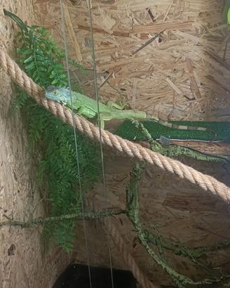 Iguana verde
