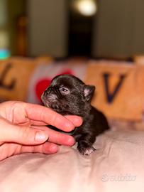 Chihuahua cioccolato