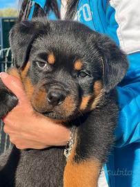 Cucciolo rottweiler consegna diretta