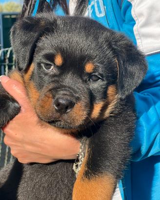 Cucciolo rottweiler consegna diretta