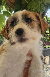 Jack Russell terrier maschio