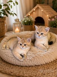 British shorthair golden