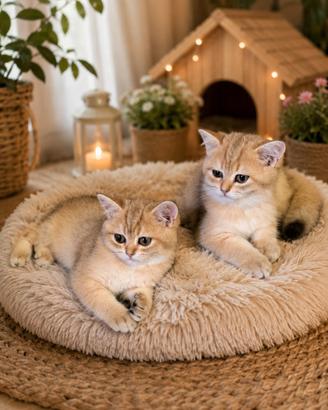 British shorthair golden