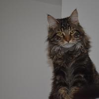 Main Coon da monta