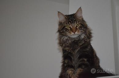 Main Coon da monta