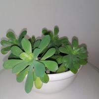 pianta grassa con vaso di ceramica 