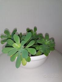 pianta grassa con vaso di ceramica 