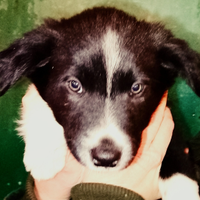 Cuccioli border collie