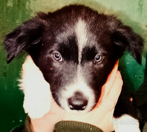 Cuccioli border collie