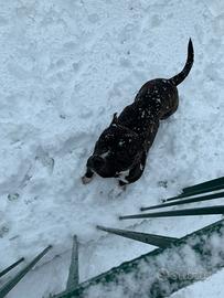 Amstaff femmina adulta