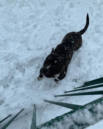 Amstaff femmina adulta