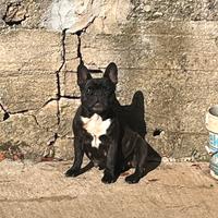 Bouledogue francese con pedigree