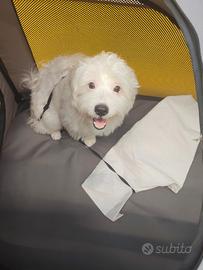 Cane maltese