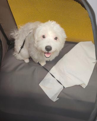 Cane maltese