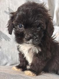Cuccioli di cane Shihpoo