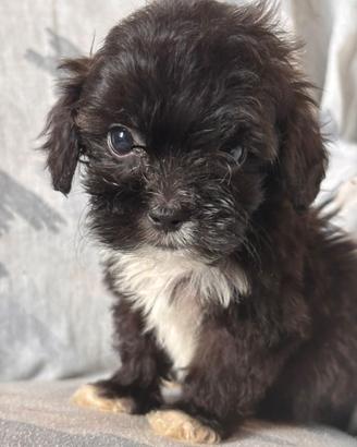 Cuccioli di cane Shihpoo