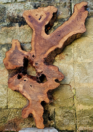 Rondella di olivastro selvatico letr. "W"