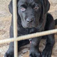 Cuccioli Neri Labrador Retriever