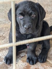 Cuccioli Neri Labrador Retriever