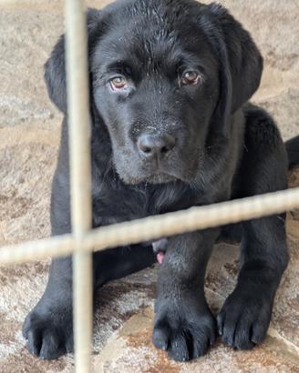 Cuccioli Neri Labrador Retriever